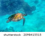 Small photo of Sea turtle swimming in blue water. Big green sea turtle closeup. Wildlife of tropical coral reef. Tortoise undersea. Tropic seashore ecosystem. Big turtle in blue water. Aquatic animal