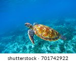 Sea Turtle In Blue Ocean...