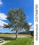 Small photo of A very old cottonwood (poplar) tree with green leaves and a silvery brown trunk in summer on a sunny day in Tehachapi, California, USA, as a nice organic natural background.