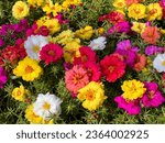 Small photo of Portulaca grandiflora is a succulent flowering plant, eleven o'clock, Mexican, moss, sun, table, rock rose in yellow, red, white, pink, purple bright colors. Summer.