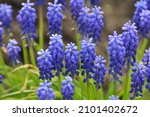 Muscari Blooms In The Flowerbed ...