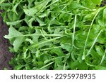 Small photo of Spicy arugula plant (Eruca sativa) growing in the garden