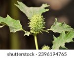 Small photo of In the wild grows a poisonous and medicinal plant - Datura stramonium