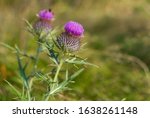 Small photo of Burdock thorny purple flower, green buds and leaves in herbal garden. Blooming medicinal plant burdock (Arctium lappa, greater burdock, edible burdock, beggar's buttons, thorny burr, happy major).