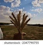 Small photo of Management of the expulsion of the spikes in the wheat crop