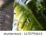 Small photo of Flying lizard,Draco fimbriatus on the coconut tree.