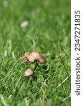 Small photo of In the midst of slender blades of grass, a solitary mushroom stands tall. Its cap, a testament to nature's intricate design, casts a gentle shadow, evoking a scene of whimsical serenity in the delicat