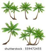 Coconut Palm Tree  Cocos...