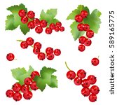 Red Currant Berries. Set Of...