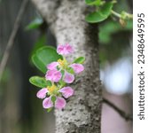 Small photo of Malpighia is a genus of flowering plants in the nance family, Malpighiaceae. It contains about 45 species of shrubs or small trees, all of which are native .