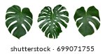 Monstera plant leaves  the...