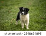 A border collie dog outdoors
