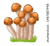 Edible Mushrooms Honey Agarics. ...