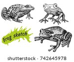Frogs Hand Drawn Sketch...