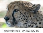 Small photo of Head of a cheetah (Acinonyx jubatus). Cheetah is a large cat and, capable of running at 93 to 104 kmh, the fastest land animal.