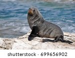 New Zealand Fur Seal Of The...