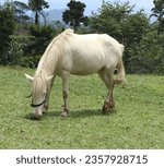 Small photo of white horse, horse eating grass, gallant horse, keep a horse