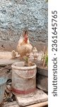Small photo of Jakarta, Indonesia - September 13th, 2023 : a mother Kate chicken, a native Indonesian chicken called a kate chicken, is kept by a resident of Jakarta with several of her chicks in a Jakarta resident'