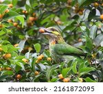 Green  Eared Barbet  A Colorful ...