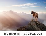Boxer Dog Standing On Top Of...