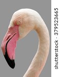 Flamingo In Chiang Mai Zoo