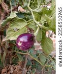 Small photo of Purple eggplant is one of the healthiest vegetables, photo taken at 02 September 2023, at 07.45 WIB