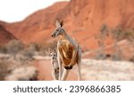 Small photo of Kangaroo jumping, Western Australia Kangaroo, Kangaroo standing up in grasslands in the Australian Outback.