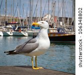 Proud Seagull In Port On Yachts ...
