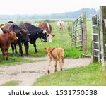 Small photo of Calf leaving coral at farm. Cows grazing outdoors. Farm, cattle, livestock, animal breeding