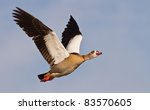 Egyptian Geese In Flight