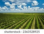 Small photo of Aerial view of Florida farmlands with rows of orange grove trees growing on a sunny day