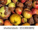 Small photo of Windfalls - colorfull bunch of windfall apples in late autumn sunlight - concept nature environment farm farming agriculture garden gardening fallobst surplus overripe rotten organic bio food season