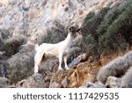 Small photo of Wild Goat in the southwest cretan mountains enjoyingly nipping on all the different plants which taste well for it!!