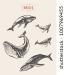 Collection Of Realistic Whales  ...