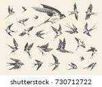 A Flock Of Birds  Flying...
