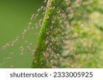 Closeup red spider mite on silk webbing colony    