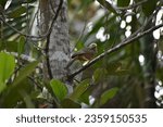 Small photo of Common Babbler bird resting on a tree branch