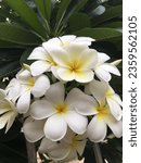 Small photo of Frangipani flowers are commonly grown in temples to reduce libido.