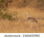 Small photo of Majestic Great Indian Bustard in the wild expanse of Desert National Park, Jaisalmer. A symbol of grace and rarity, captured in its natural habitat