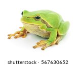 Small Green Frog Isolated On...