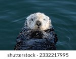 Closeup of young sea otter ...