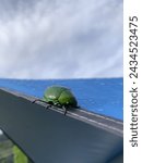 Small photo of A Greeny Felow looking for shelter from the rain