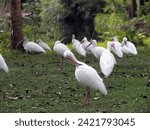 A flock of ibises cleaning up...