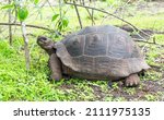 Galapagos Giant Tortoise ...
