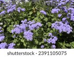 Small photo of A 'Blue Mink' plant in bloom. The petals are a gentle purple-blue against its green foliage. (also known as Ageratum houstonianum, Mexican Paintbrush, and Floss Flower)