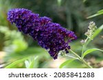 Small photo of Sydney Australia, purple flowerhead of a buddleja davidii 'black knight' bush