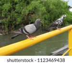 Small photo of pigeon on the yellow rail with forest and river background