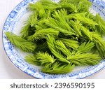 Freshly picked fir shoots on a blue patterned plate        