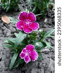 Small photo of Sweet William grows in the mountains of southern Europe from the Pyrenees east to the Carpathians and the Balkans, with a variety disjunct in northeastern China, Korea, and southeasternmost