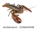 Boston Lobster Isolated On...